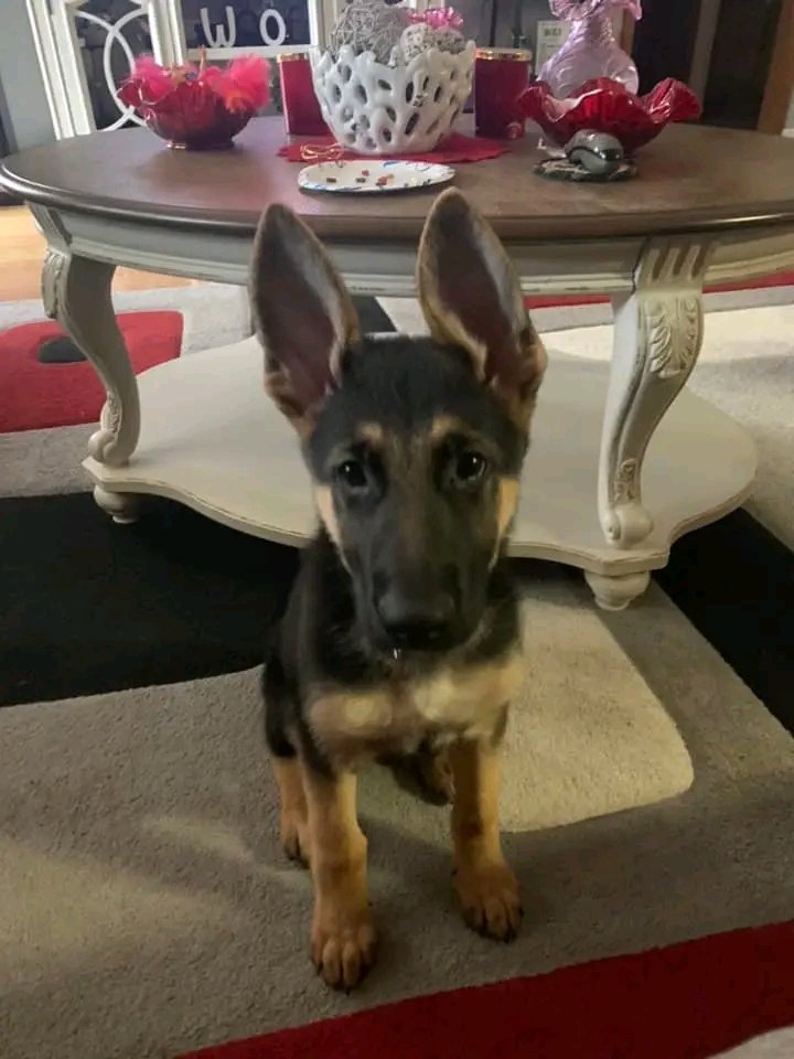 Justgshepherd's tweet photo. GSD OF THE DAY!
Sampson! https://t.co/6sZSBl8Gmc