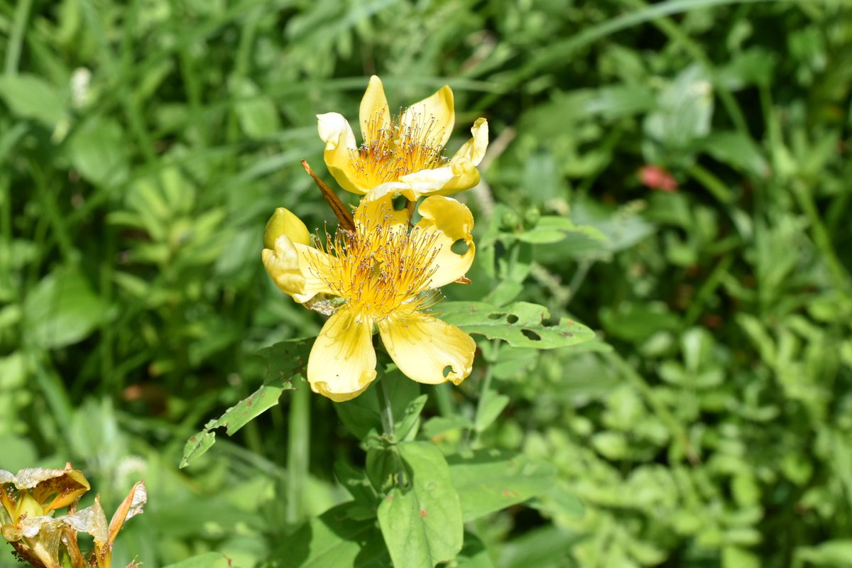 FlowerPhoto2's tweet photo. 先日、トモエソウの写真を撮りに行ってきたのですが、午後に着いたからか、花びらがあんまりトモエってなくて、来年リベンジすることにしました。タイミングが、難しいですね。 https://t.co/cT1MHQT61T