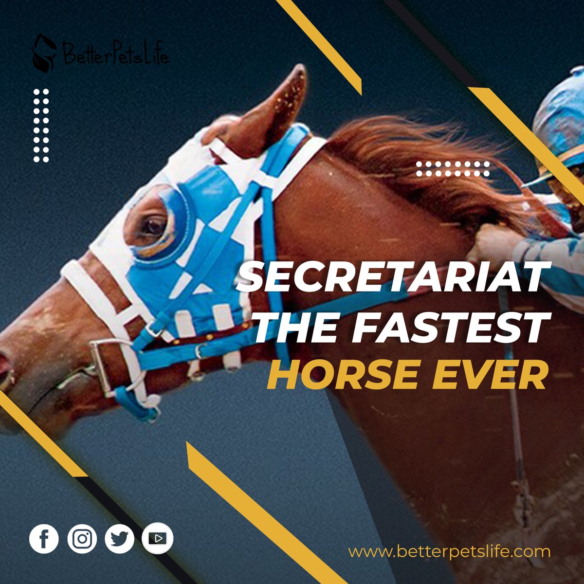 Secretariat holds the title of the world's fastest horse. In 1973, he set a record time of 1 minute and 59.40 seconds in the Kentucky Derby, a record still unbeaten. 
Betterpetslife.com

#horse #horselovers #horselover #pethorse #petlovers #MondayMood #MondayMotivation