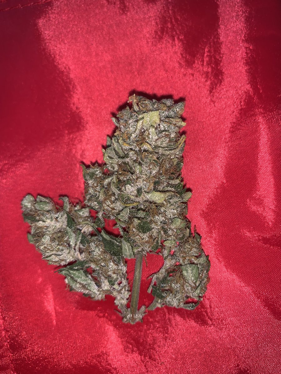 Mazgrowth's tweet photo. Gorilla Cookies Auto 🦍🍪 https://t.co/sfPn6dmu3e