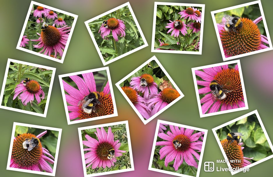 Rifovand's tweet photo. Werk in uitvoering in onze tuin 🐝🐝🐝 https://t.co/uCjrtfapE3