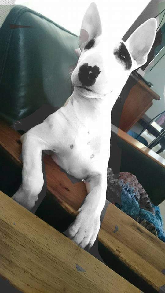 𝘽𝙚𝙣 𝙏𝙝𝙚 𝘽𝙪𝙡𝙡𝙩𝙚𝙧𝙧𝙞𝙚𝙧 (@ben_bullterrier) on Twitter photo 