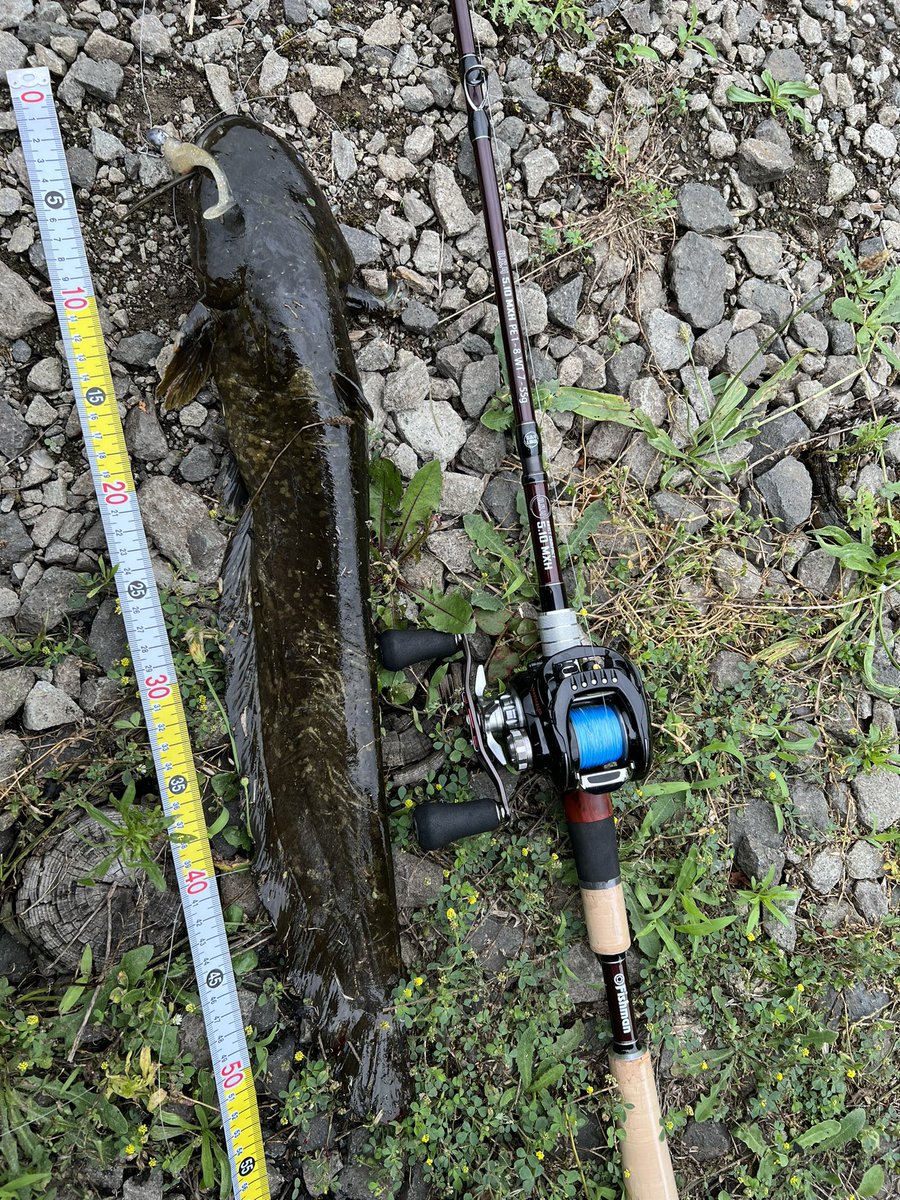 f_hiroto0311's tweet photo. 北海道初ナマズ
もちろんナマズルアーなんて北海道に持ってきてるはずもなく、ロックフィッシュのワームで
いやー、ナマズ君開始2投目でひったくっていった笑
やっぱこういう魚は面白いわー
5.10MXH余裕でぶっこ抜き
タモ持って行ったけど要らなかった笑
絶対折れない安心感すげーわ！
#Fishman https://t.co/DXmlklTdit