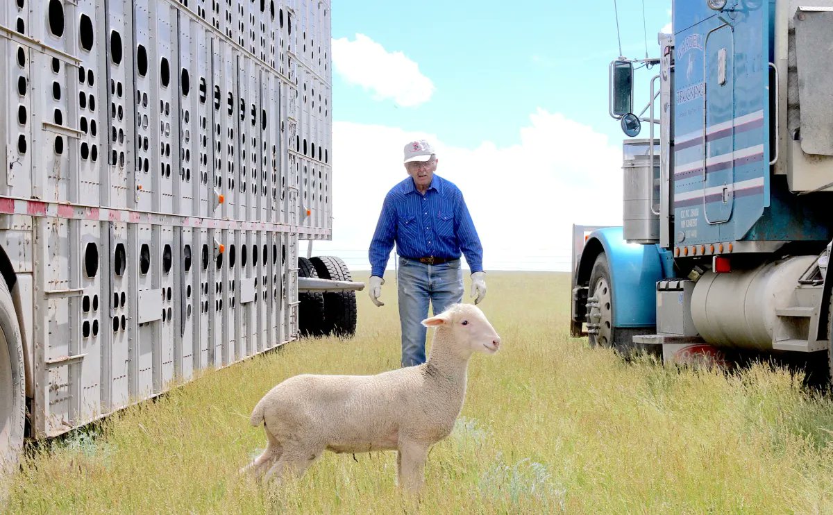 Jim Magagna, 80, is a lifelong sheep rancher, attorney by training and former Wyoming Office of State Lands and Investments director who has been involved in Wyoming livestock trade groups since 1976. Read more at wyofile.com/a-sheepman-lob…