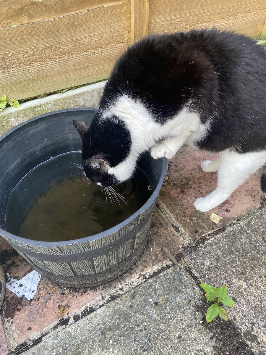 He has a bowl of fresh water with his food every day but still prefers old rain water.