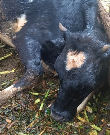 4Real_KE's tweet photo. For the last few months , I've buried my cows one by one to the  last one . 
The vet would come with different suggestions as to what might have lead the death but non was conclusive. 
No one feeds my cows. I do it myself. Like I wake up damn early, drive to the farm https://t.co/MlmjtUyW2p
