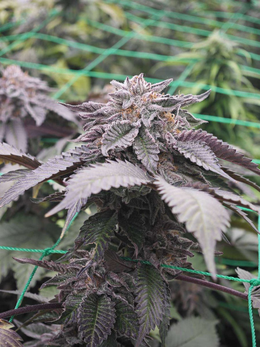 Last Stoned Cubs #NFT still up for grabs. $110 on Avalanche network. 
Doing the deal on 2 Cannafox NFTs this evening (4 hours from now)
Our team will mint the cub ourselves if still available to complete the deal last minute.
Revenue share airdrop incoming
Stonedcubs.app