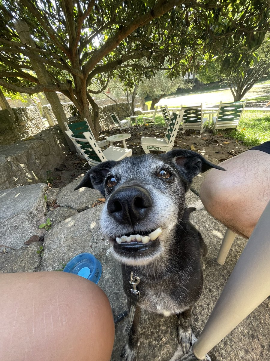 fomos à praia correr e molhar os membros, ficamos bué entretidos a ver não sei bem o quê e ainda fomos ao café do parque que é pet friendly e nos trouxe uma tacinha de água 🤍