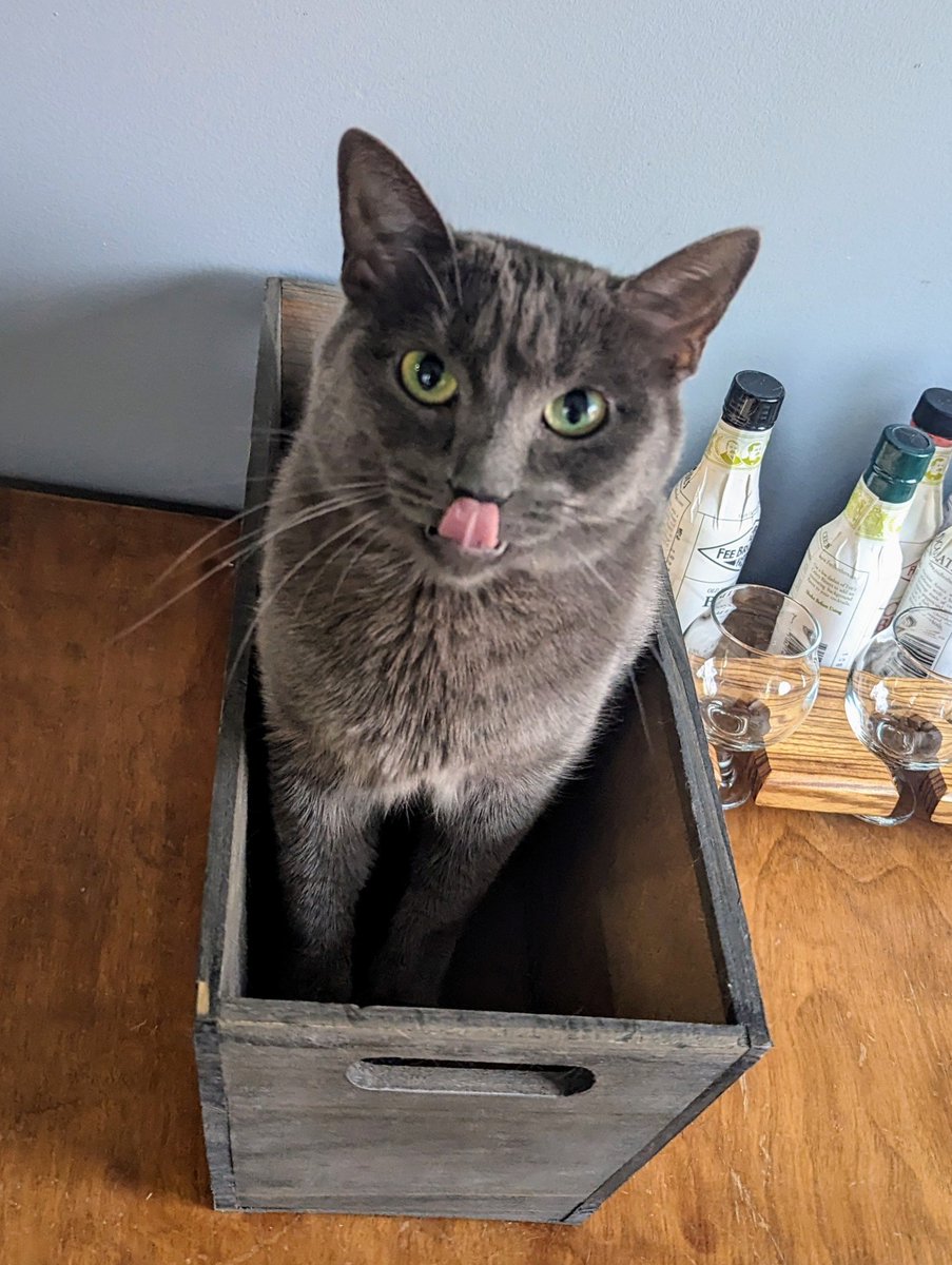 SylLovesBread's tweet photo. IIIIIIII'm the caaaaaaat in the box! https://t.co/6w5sY7WErs