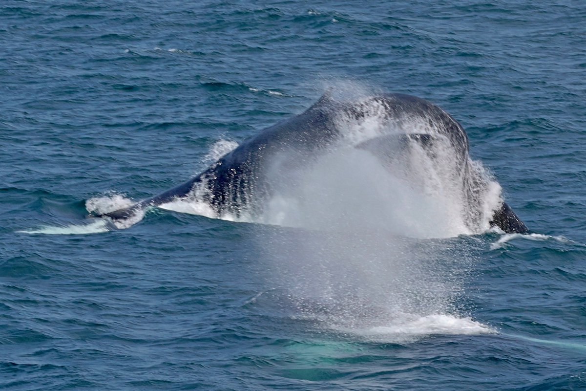 Move over and let me show you how it's done! Humpback whale-Cajun  shows her 2023 calf proper tail breaching form!