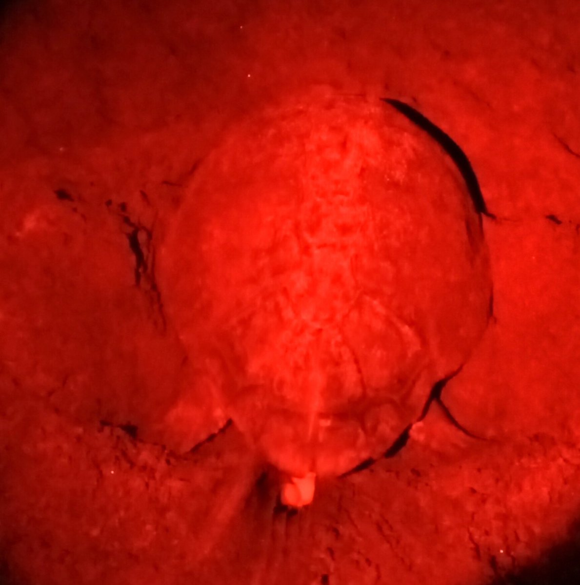 Eizaguirre Lab (@eizaguirrelab) on Twitter photo For the 14th season, the #TurtleProject is in #CaboVerde to help protect #seaturtle with <a href="/ProjetoBioSal/">Project Biodiversity</a> <a href="/TurtleFound/">Turtle Foundation</a> <a href="/projecto_vito/">Associação Projecto Vitó</a> <a href="/FMB_CaboVerde/">FMB - Maio Biodiversity Foundation</a> and many others. This year we focus on in situ sex determination. <a href="/QM_SBBS/">QM_SBBS</a> <a href="/QMUL/">Queen Mary University of London</a> For the 14th season, the #TurtleProject is in #CaboVerde to help protect #seaturtle with <a href="/ProjetoBioSal/">Project Biodiversity</a> <a href="/TurtleFound/">Turtle Foundation</a> <a href="/projecto_vito/">Associação Projecto Vitó</a> <a href="/FMB_CaboVerde/">FMB - Maio Biodiversity Foundation</a> and many others. This year we focus on in situ sex determination. <a href="/QM_SBBS/">QM_SBBS</a> <a href="/QMUL/">Queen Mary University of London</a>