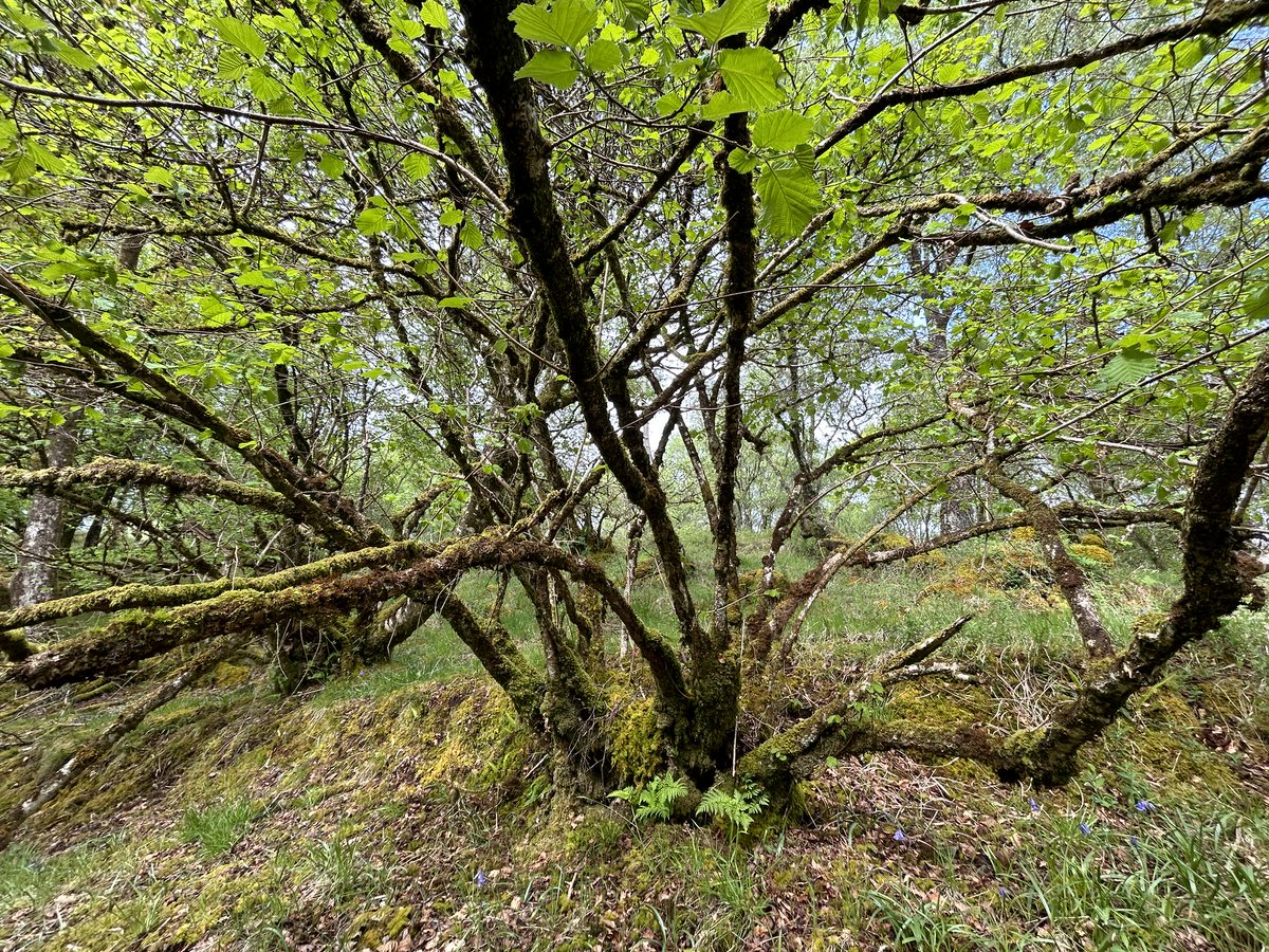 Hazels grow naturally as stems from a stump called a stool, and each tree has stems of different ages growing at the same time. In #ScotlandsRainforest, hazels support an impressive range of lichens, mosses and liverworts, which thrive on the different stems 📷 Jill Donnachie