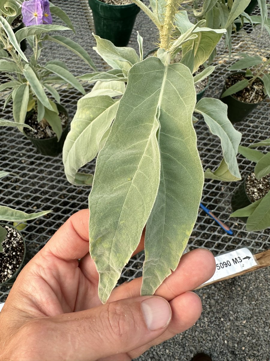 MartineBotany's tweet photo. Our cultivated Aussie #Solanum plants will occasionally make flowers with too many parts… but I don’t think we’ve ever had one do this before. S. ossicruentum has always been full of surprises, though. 

#iamabotanist https://t.co/hz7vdWVOya