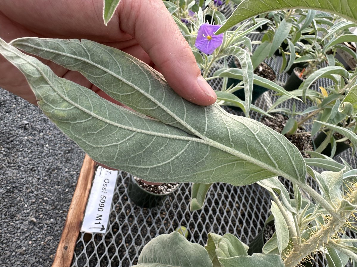 MartineBotany's tweet photo. Our cultivated Aussie #Solanum plants will occasionally make flowers with too many parts… but I don’t think we’ve ever had one do this before. S. ossicruentum has always been full of surprises, though. 

#iamabotanist https://t.co/hz7vdWVOya