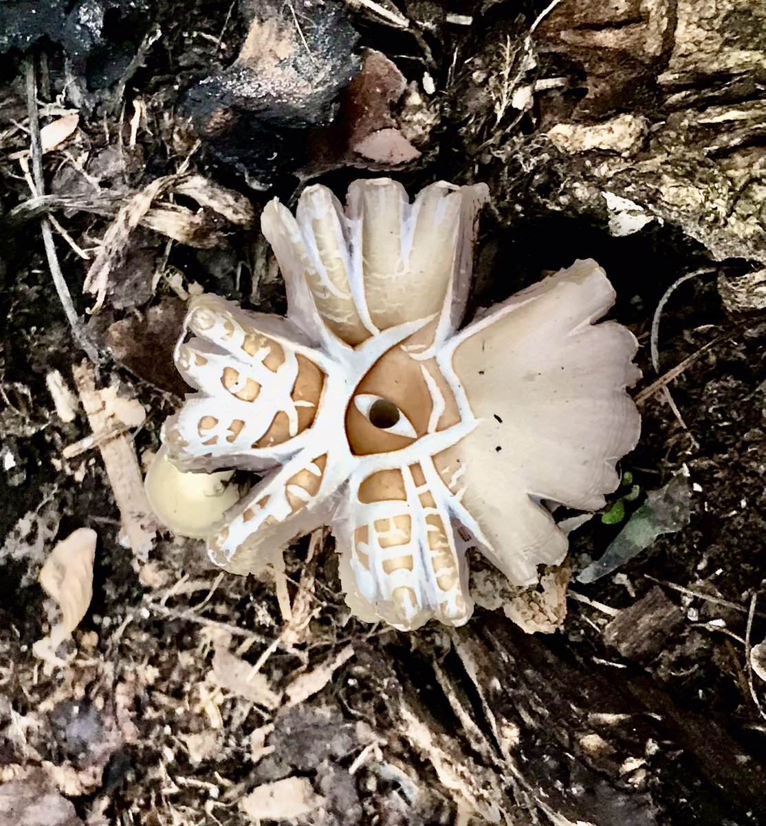 everydaytourist's tweet photo. Gooooood morrrrring Calgary from the Grand Trunk Garden. This is from the mushroom patch. Very surreal. @WestHillhurstCA @YYCGardening @GiantBlueRing #mushrooms #gardens #Calgary365 https://t.co/A40Y8HiVwl