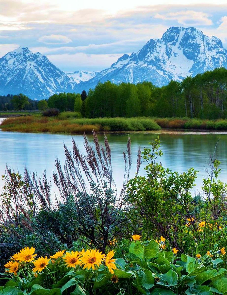 Summer serenity and Arrowleaf balsamroot flowers at Oxbow Lake in Grand Teton National Park, Wyoming, USA  🇺🇸 

#nature #scenery #naturebeauty #scenic #photography 

Oxbow Lake: en.wikipedia.org/wiki/Oxbow_lake
Grand Teton National Park: en.wikipedia.org/wiki/Grand_Tet…
