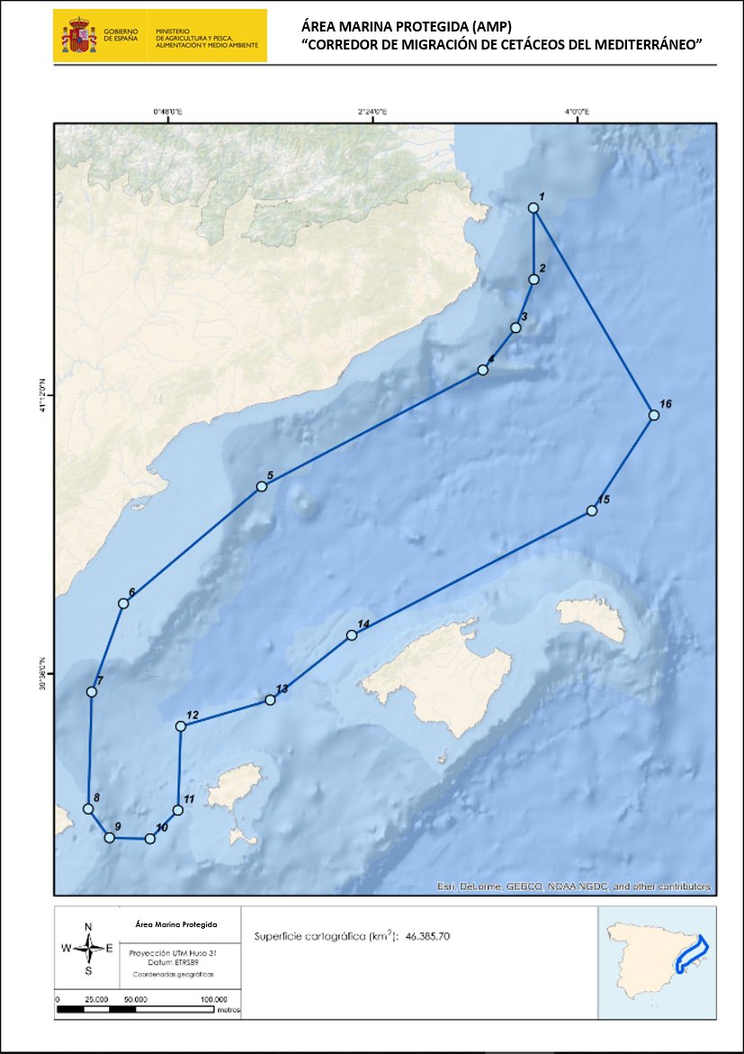 PlatjadePals's tweet photo. Impressionant balena vista avui a les 14.30 a la badia de Pals davant les Illes Medes.Demanem a l’Estat l’ampliació de l’Àrea Marina Protegida del corredor de Migració de Cetacis del Mediterrani declarada ZEPIM el 18 de juny de 2018 pel @mitecogob i lliure d’aerogeneradors🐳🐋🐬 https://t.co/SQL8m8thAy