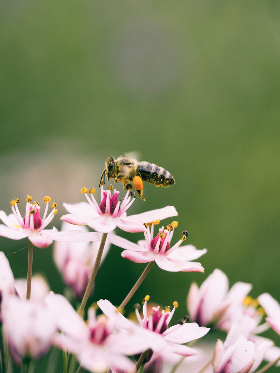 USagricultureUK's tweet photo. When #almond trees bloom, #bees get their first #pollen fix. Almond farmers have been leading bee #health research since 1995, so #farmers can confidently provide #safe habitats for bees to pollinate before moving on to other #crops. 🐝
@almonds
@ModFarm
#TrustUS #CrunchOn https://t.co/0oS5ZO62sU