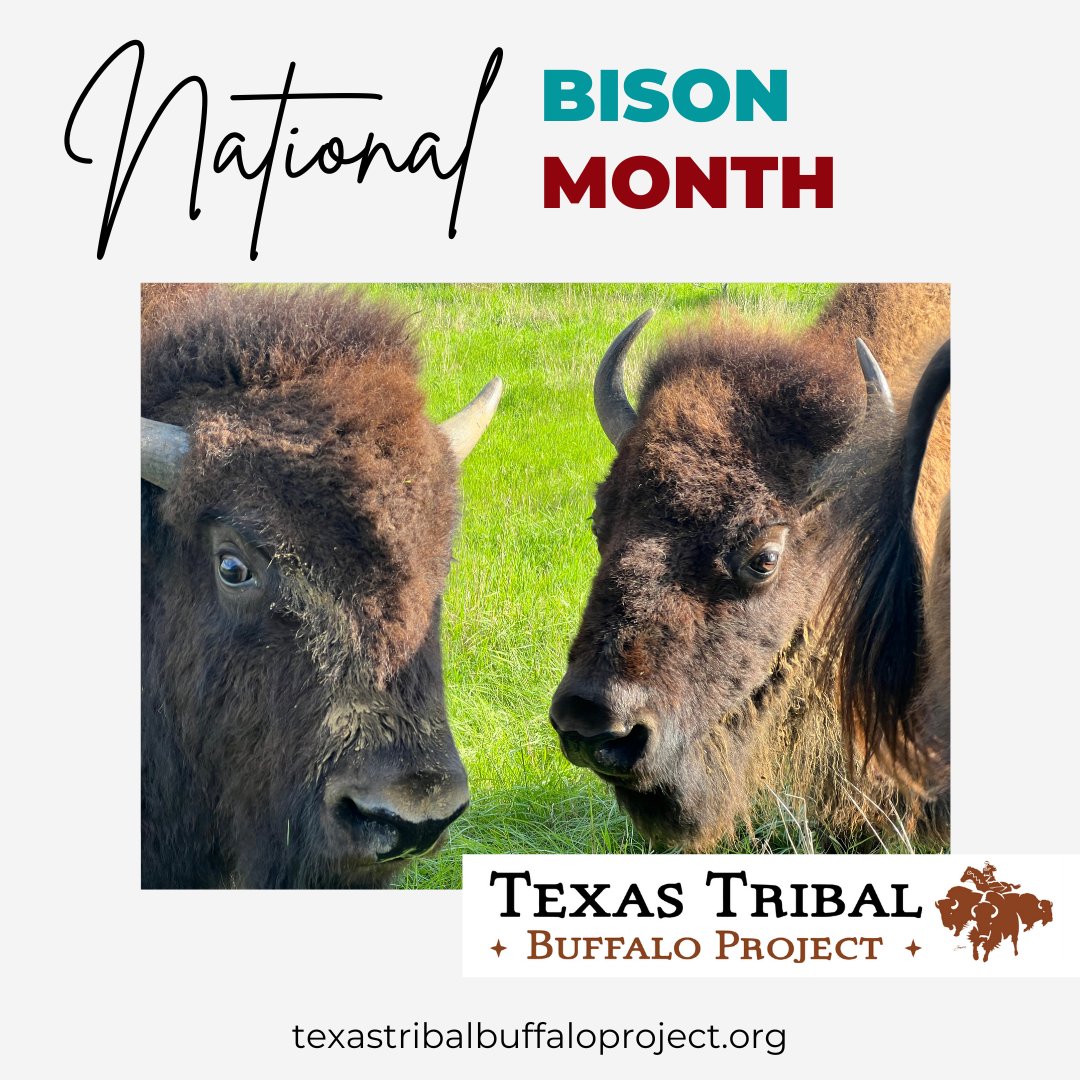At Texas Tribal Buffalo Project we strive to return the Bison to Texas as we make efforts to reclaim pieces of our culture, identity, and connection to the Bison. Please Donate so our organization can continue to grow. To donate click the link in bio
