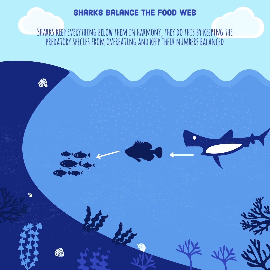 Shark Education on Twitter: "👆 Sharks are very important, they keep the