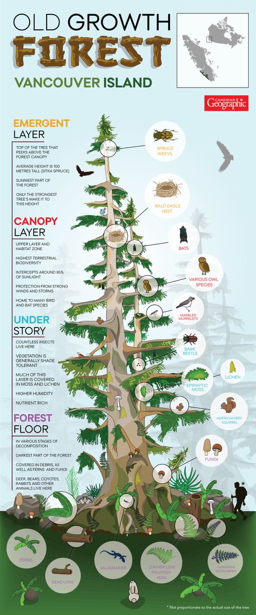 Learning about #biodiversity in your classroom? Check out this colourful infographic by @CanGeoEdu about the layers of life found in an old growth forest. Find the full version here: bit.ly/3wJUUxR Via @CanGeo
