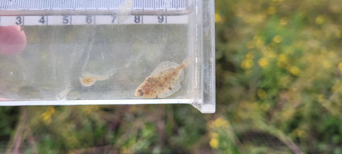 Thames Estuary Partnership tweet media