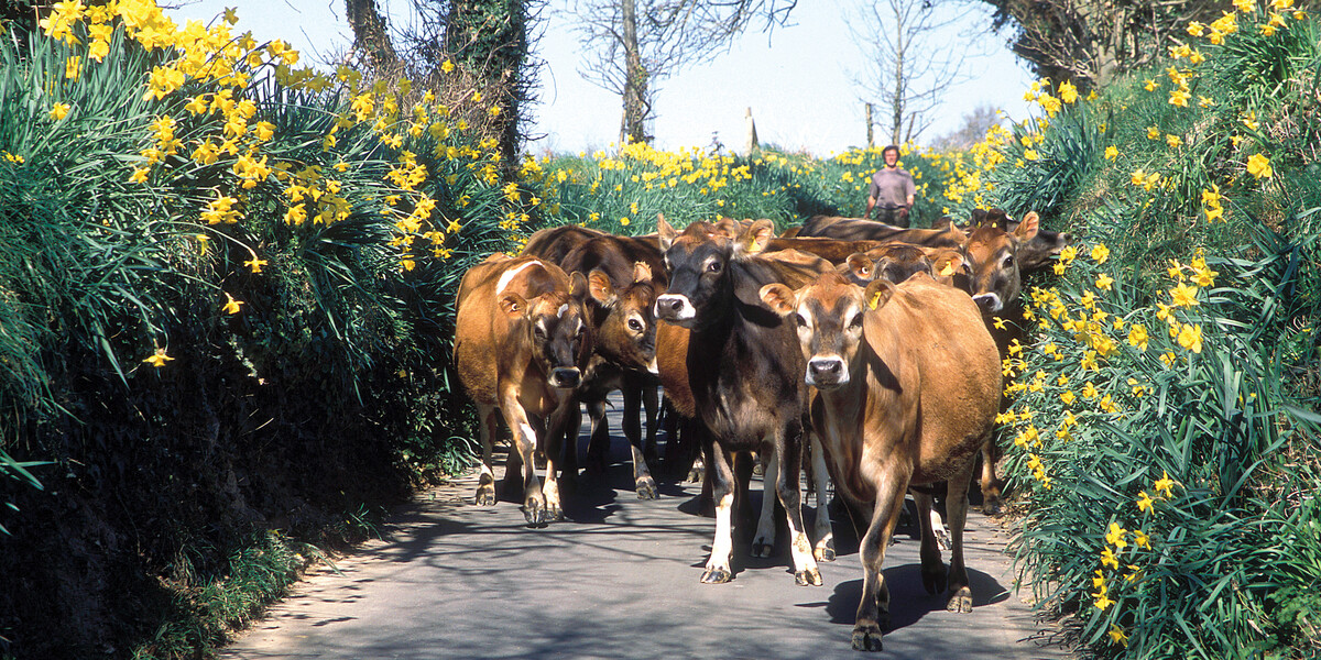 I love Jersey tweet media