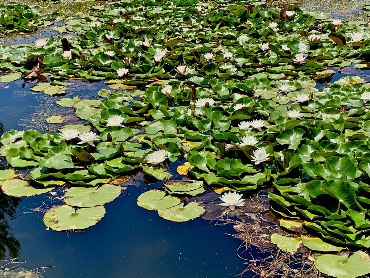 Roger Naylor tweet media