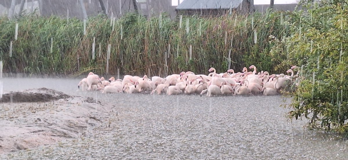 cee73pee's tweet photo. @WWTSlimbridge @slimbridge_wild 
We had a wonderful and watery visit on Sat 15 July. Great place x https://t.co/n8y3pTkMeU