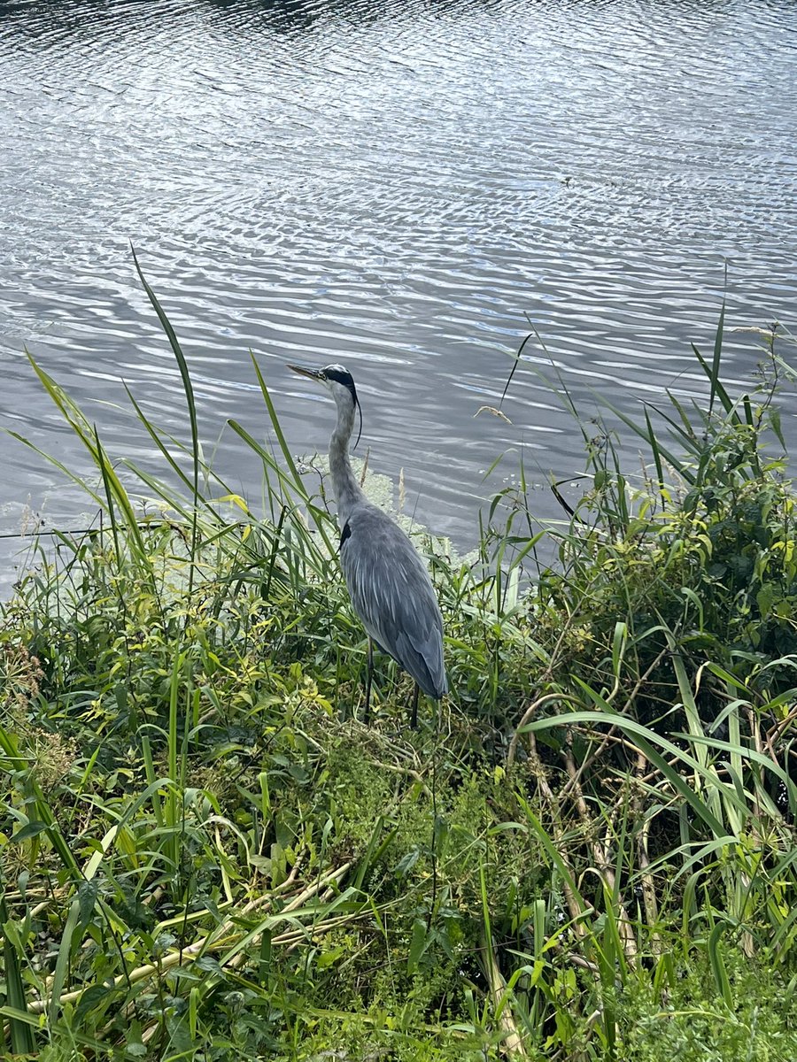 Mr_John_Harvey_'s tweet photo. Up close 😍
(…not as amazingly close or as great a shot as you got last week mind @onabmx!)
#Exeter #ExeterCanal #LoveExeter #CityInTheCountry https://t.co/qvKwW446hN