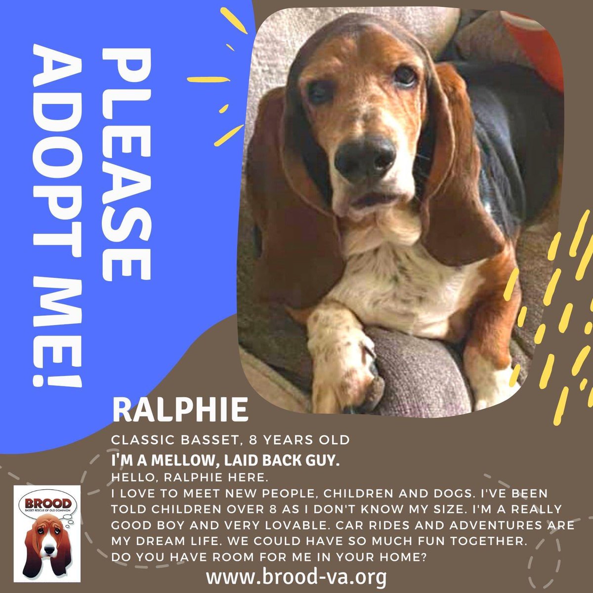 I'm Ralphie! If you are looking for a lovable, adventurous boy, I'm the pup for you! Please adopt me--I'm ready to come home to my forever home! ❤️ 🐶Read more about me here: brood-va.org/availabledogs. #basset #AdoptDontShop