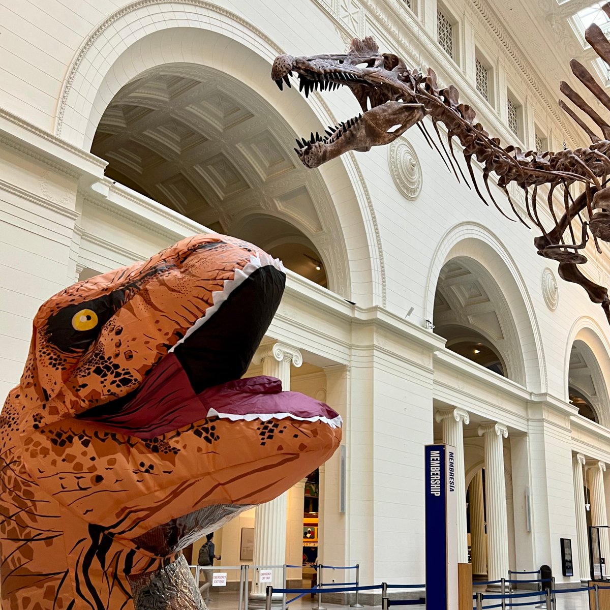 FieldMuseum's tweet photo. we've swum around the subject (and your many memes) long enough:

it's time to name Spinosaurus. ➡️ https://t.co/GSm8c7XIys https://t.co/yR51CnBlFS