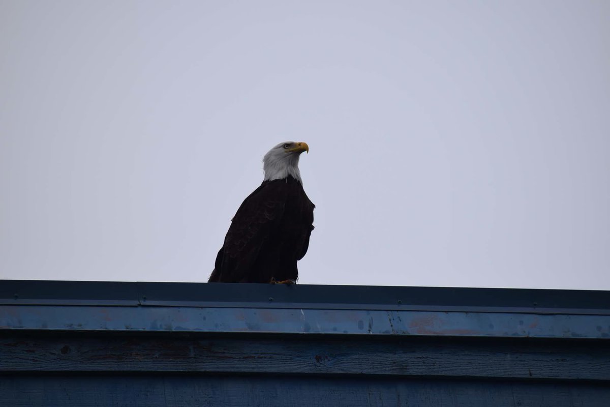 #alaska #americanbaldeagle #usatravel #usa #eagle #wildbirds

#travel #vacation #holiday #jetlagged #jetlaggedandlovingit #raysofadventure #xstreamed #travelblogger #travelgram #traveladdict #instatravel #photography #travelvlog #travelvlogger #travellife