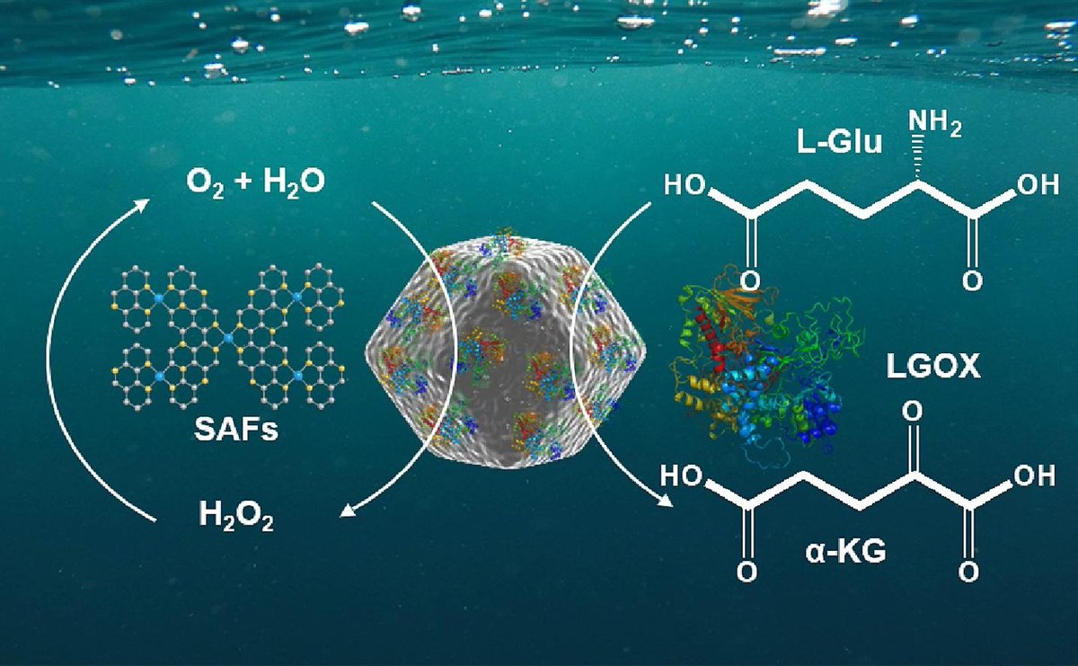 Our research reveals a major discovery of nanozyme reactors, revolutionizing the application of nanozymes in biocatalysis.
Check out our collaborative work “A single-atom iron nanozyme reactor for α-ketoglutarate synthesis.” in <a href="/Chem_Eng_J/">Chemical Engineering Journal</a> <a href="/ScienceDirect/">Elsevier | ScienceDirect</a>

doi.org/10.1016/j.cej.…