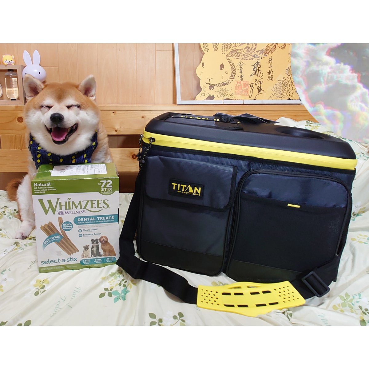 mon_naichan's tweet photo. 連日の猛暑☀コストコへTITANのクーラーバッグ買いに行ってきた🚗💨
今日からお安くなってたので✨小さく折り畳めるのと、フタの部分の小さな小窓から中身を取り出せるのがイイ✨ウィムズィーズも1000円お安くなってた🐶♥
#柴犬 #shibainu #柴犬ちゃお #クーラーバッグ #whimzees #COSTCO https://t.co/birHEyOs8U