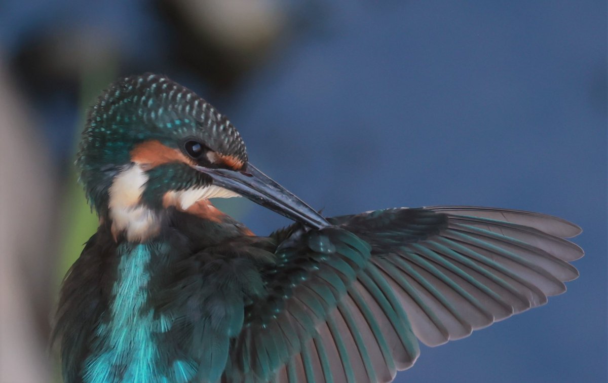 toczomaldiver's tweet photo. 幼鳥の羽繕い💙

#カワセミ #kingfisher #rf800mmf11 https://t.co/2HkwUzzIKn