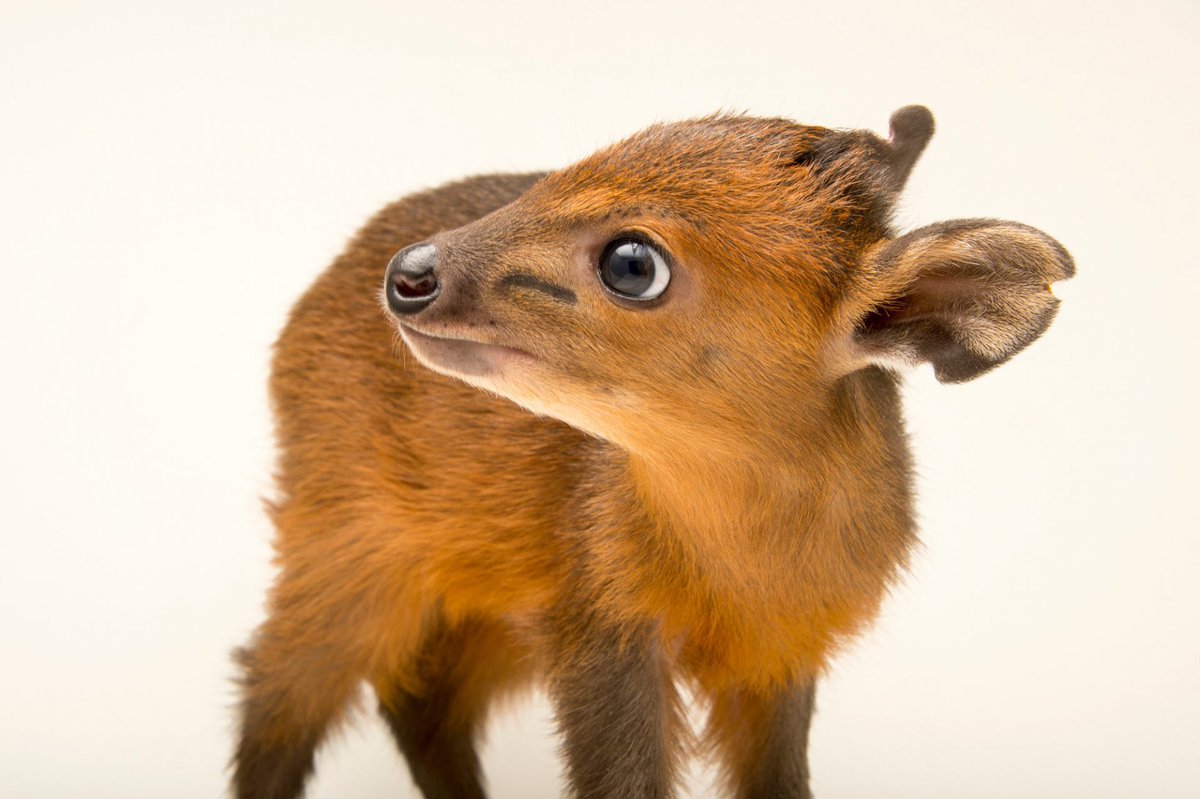 Red-flanked duikers are one of the smallest species of antelope, measuring in at less than 15 in tall and weighing no more than 31 lbs. Aside from their small size, this species can be identified by the large preorbital glands on their snout, which form bulges in their cheeks.