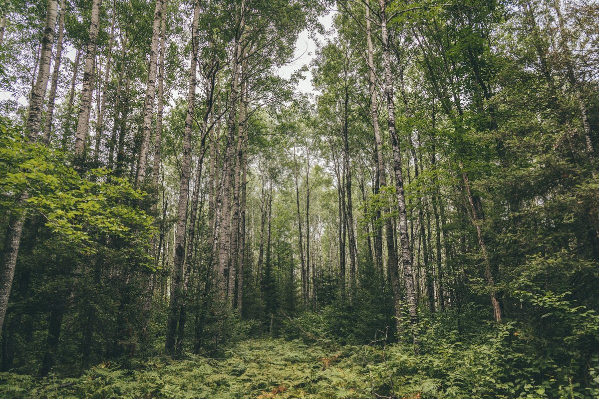 usfs_r9's tweet photo. Want to keep up with the forestry news in your state?
We've compiled a list of web and social media links for the region's state forestry agencies.
Check it out! ➡️https://t.co/TTe5f0DY5T⬅️ #Forestry #News 
📷@stateforesters https://t.co/EQi1od47XR