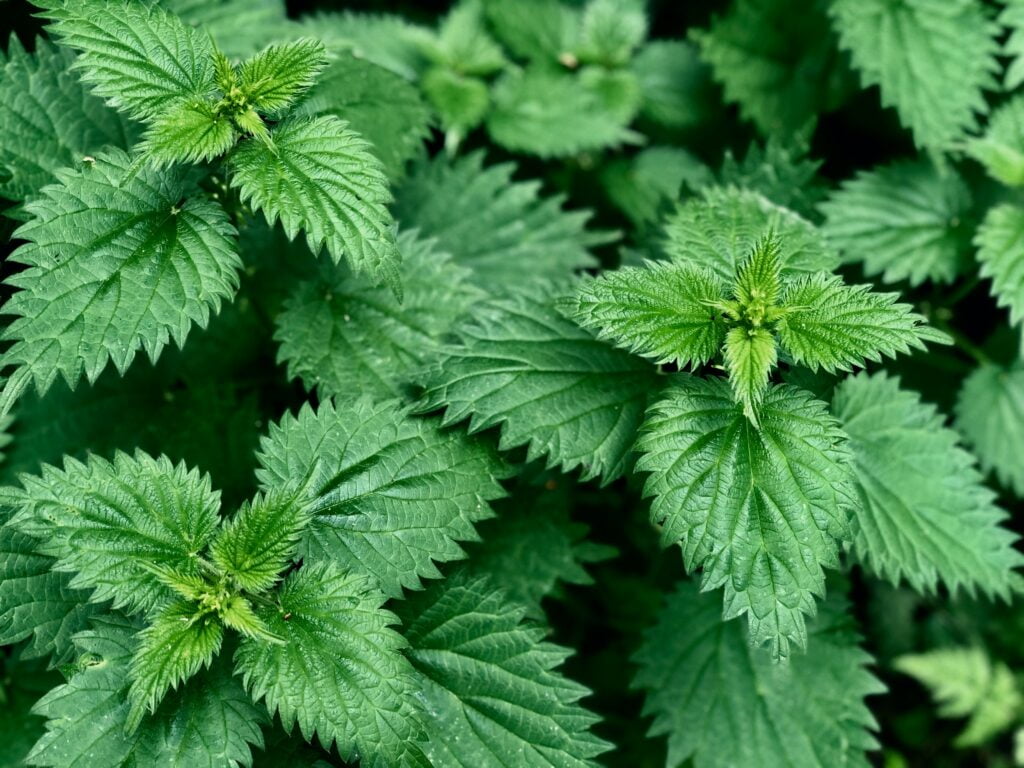 Meestal brengen brandnetels ons in netelige situaties, maar wist je dat deze #plant veel heilzame werkingen heeft? Dit kan je allemaal met #brandnetel, van thee zetten tot plantenvoeding van maken!
hetkanwel.nl/brandnetels/