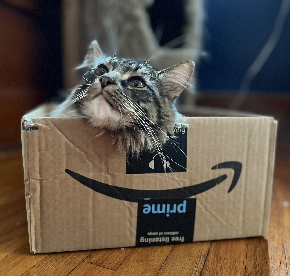 catnipaddicts's tweet image. Dreaming of what the next box might hold…#CatBox #CatsOfTwitter