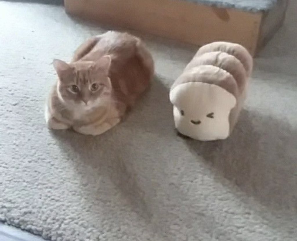 Posts Of Cats (@postsofcats) on Twitter photo 