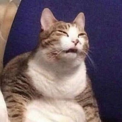 고양이 삐롱이 (@fromkittyk) on Twitter photo 