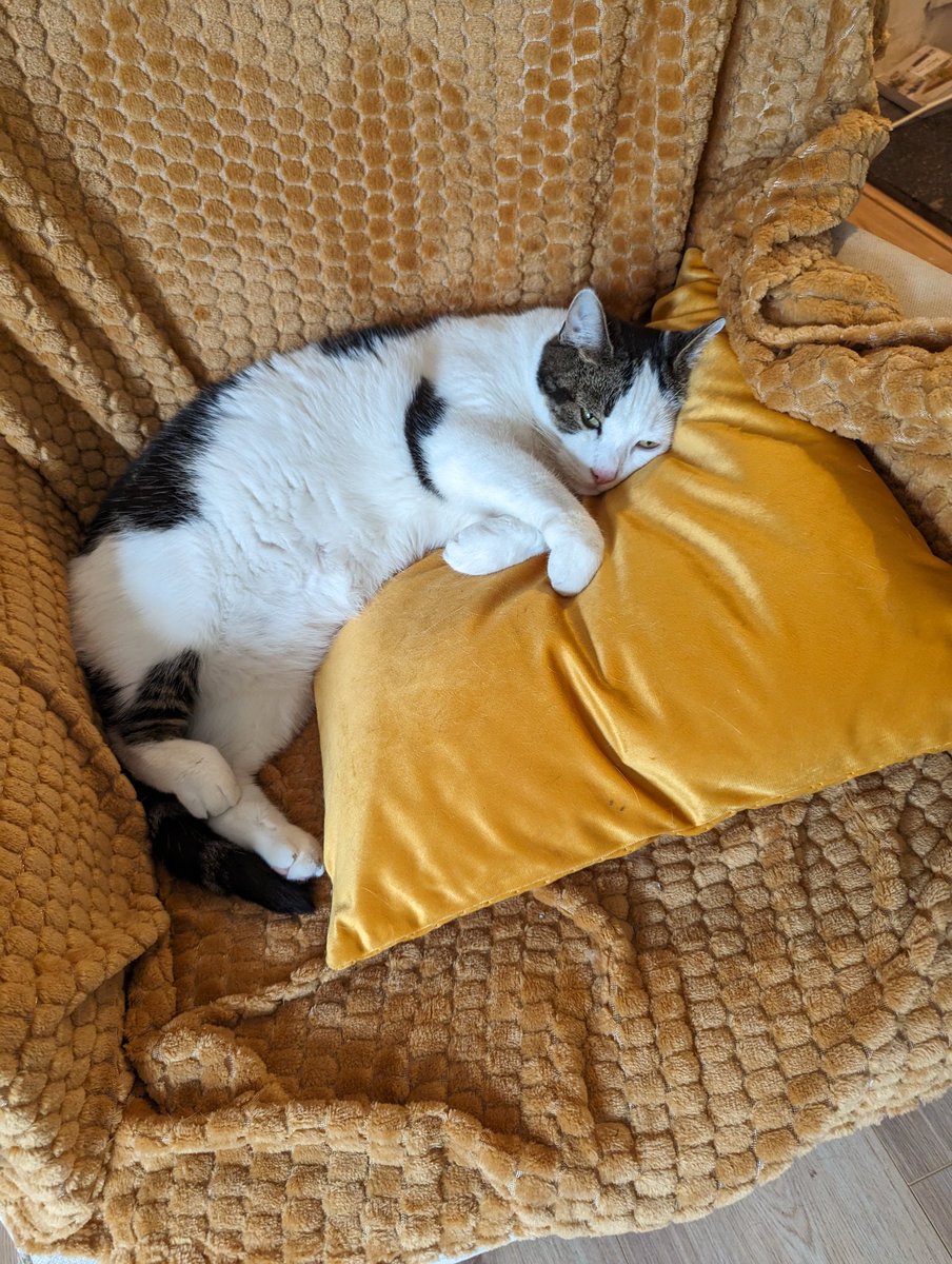 spikkel013's tweet photo. Mens wil graag de stoel opnieuw bekleden, maar ik lig net zo lekker.... 

"Morgen weer een dag... " zegt ze. https://t.co/MIANn86RZl