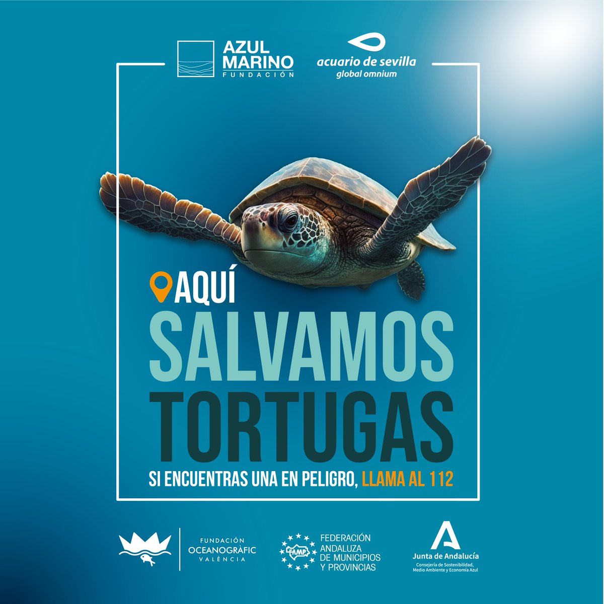 AcuarioSevilla's tweet photo. 🐢🌊 Esta semana volvemos a las playas de Andalucía con la campaña #𝗔𝗾𝘂í𝘀𝗮𝗹𝘃𝗮𝗺𝗼𝘀𝘁𝗼𝗿𝘁𝘂𝗴𝗮𝘀. 

Consulta en el siguiente enlace las fechas y las playas donde vamos a estar ¡Te esperamos! Tú también puedes salvar tortugas: https://t.co/gTlAgjbunD

#tortugasmarinas https://t.co/ajUXC8bF2S