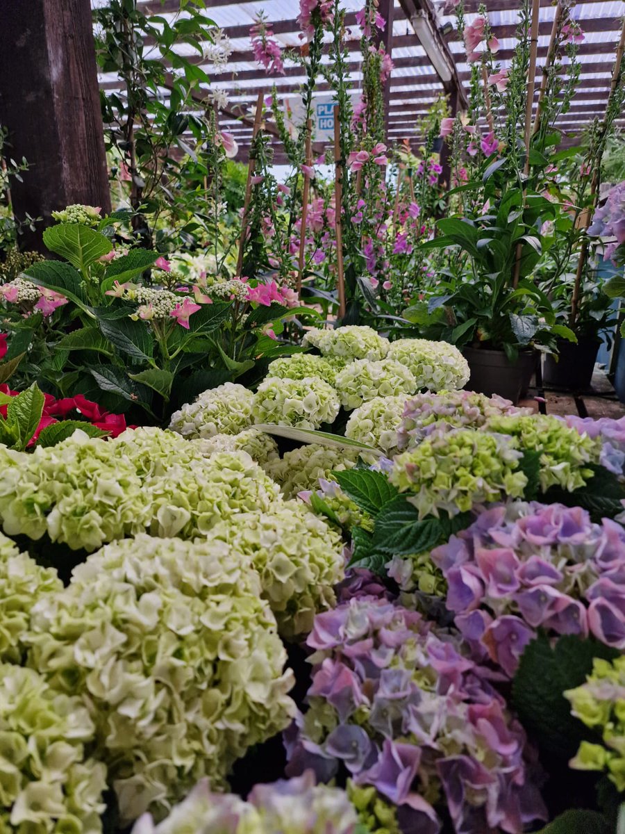 How stunning are our #Hydrangea?!

They have long lasting flowers, are hardy, reliable and make an outstanding addition to any garden.

Plant in moist, well-drained soil, in a cool, semi-shaded part of your garden.
