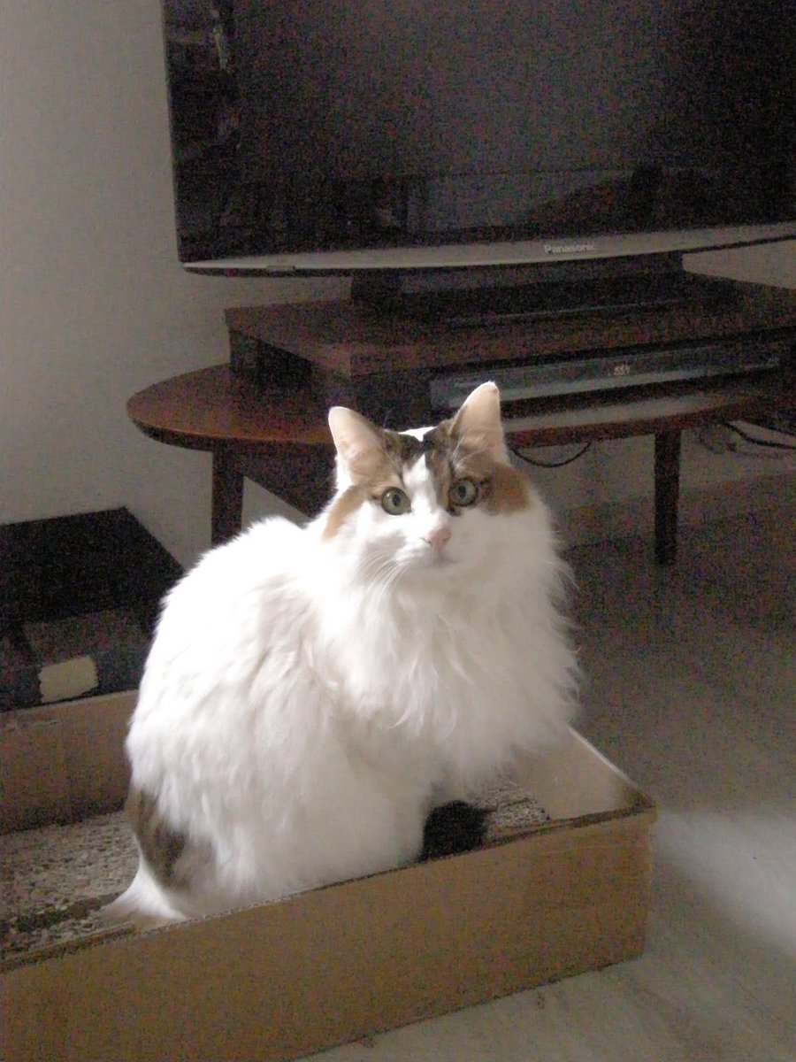 _sukoshou's tweet photo. 4匹の猫 https://t.co/rWJrBPcBLR