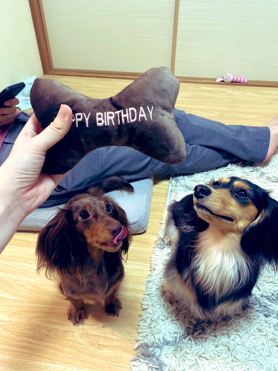 ymn_maron's tweet photo. 今日���パインちゃん(左)の1歳のお誕生日でした💗なかなか投稿しない飼い主のせいでかわいい姿を見てもらえないパインお姉さんになったねえ(見た目だけw)相変わらず落ち着きなくってお転婆さんだけど、そういうところが可愛くて大好き💗これからもよろしくね🍍✨
まま&amp;ぱぱ
#お誕生日おめでとう https://t.co/6GWkngKXIB