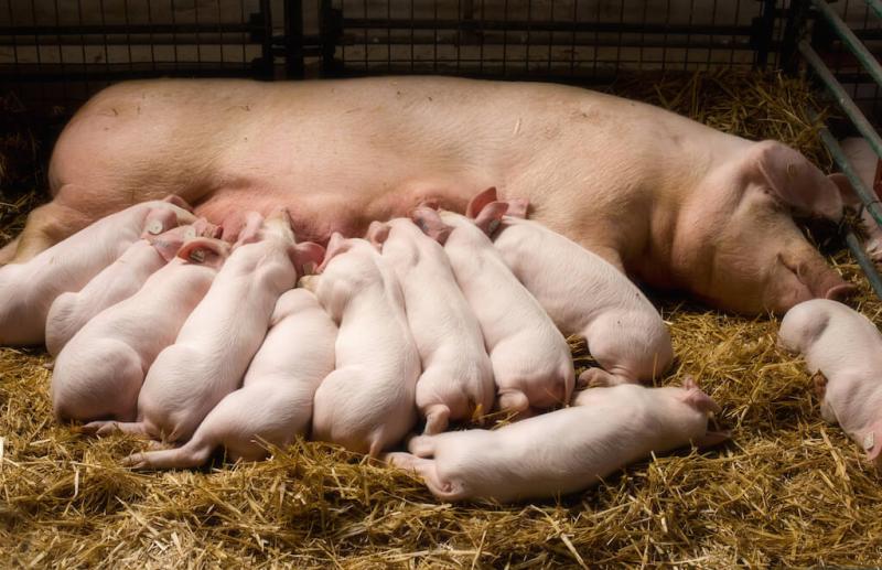 Adisseo's tweet photo. ๐ท #ProtectYourMargins - Swine performance starts with #sow milk
Read the article below to learn how Krave, Rhodimet and Selisseo add value to #sowmilk and consequently to #swine performance:
๐ https://t.co/J6oERw4x3g
#Adisseo #piglet #swineperformance https://t.co/R0DZgVvrzf