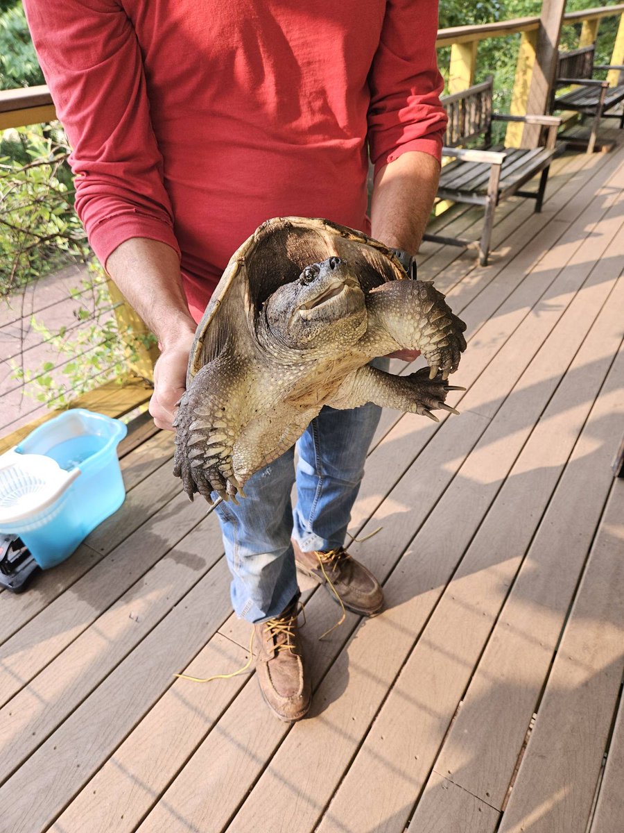MuskyWatershed's tweet photo. 🐢🐢✨ The MWA's Frank Nanna has rescued two snapping turtles from the bridge over the Musconetcong in Asbury this morning; we encourage you to be on the lookout for wildlife deviating from their usual habits in response to the heavy rainfall and high water levels on the river. https://t.co/MMUbOj11Cm