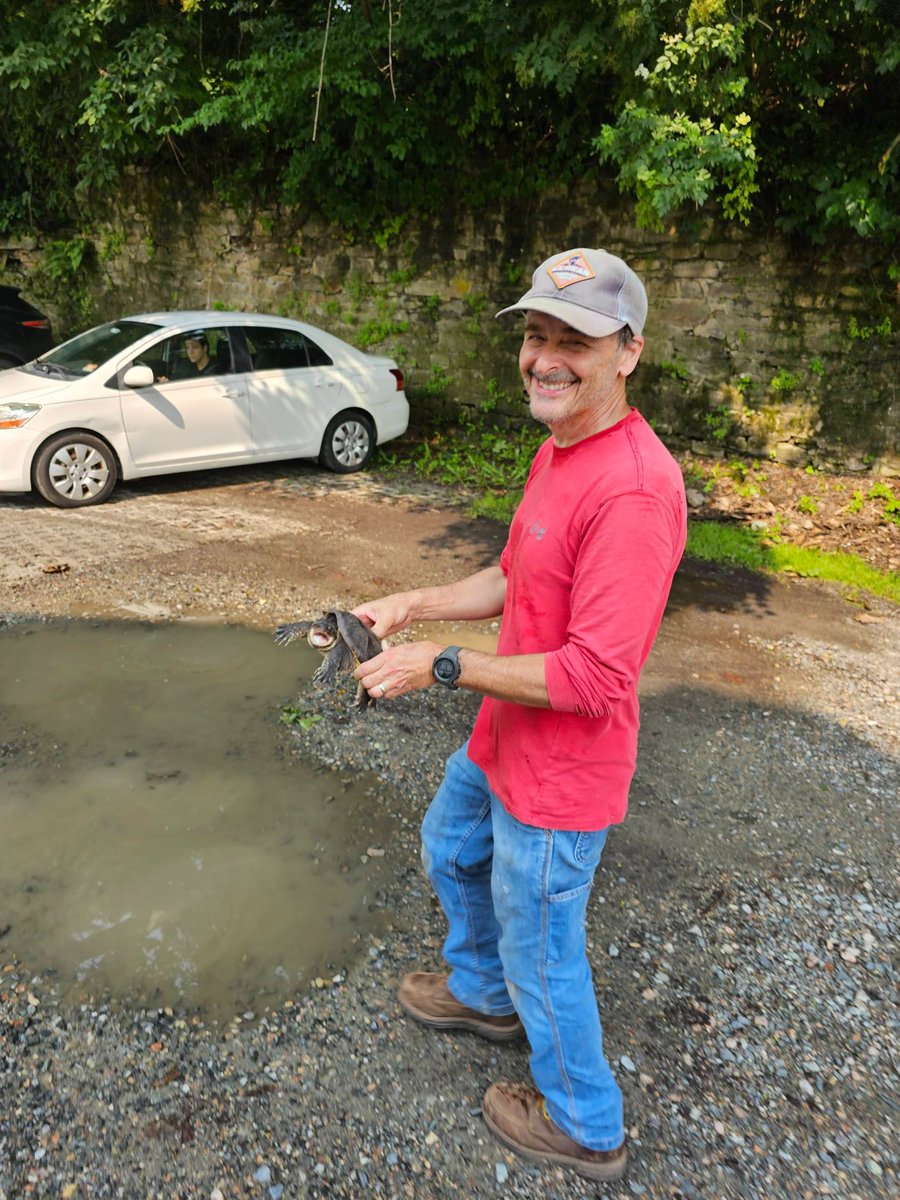 MuskyWatershed's tweet photo. 🐢🐢✨ The MWA's Frank Nanna has rescued two snapping turtles from the bridge over the Musconetcong in Asbury this morning; we encourage you to be on the lookout for wildlife deviating from their usual habits in response to the heavy rainfall and high water levels on the river. https://t.co/MMUbOj11Cm
